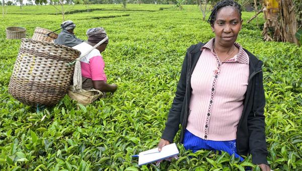 Domitila Mwelu Kaluki auf einer Teeplantage in Kenia